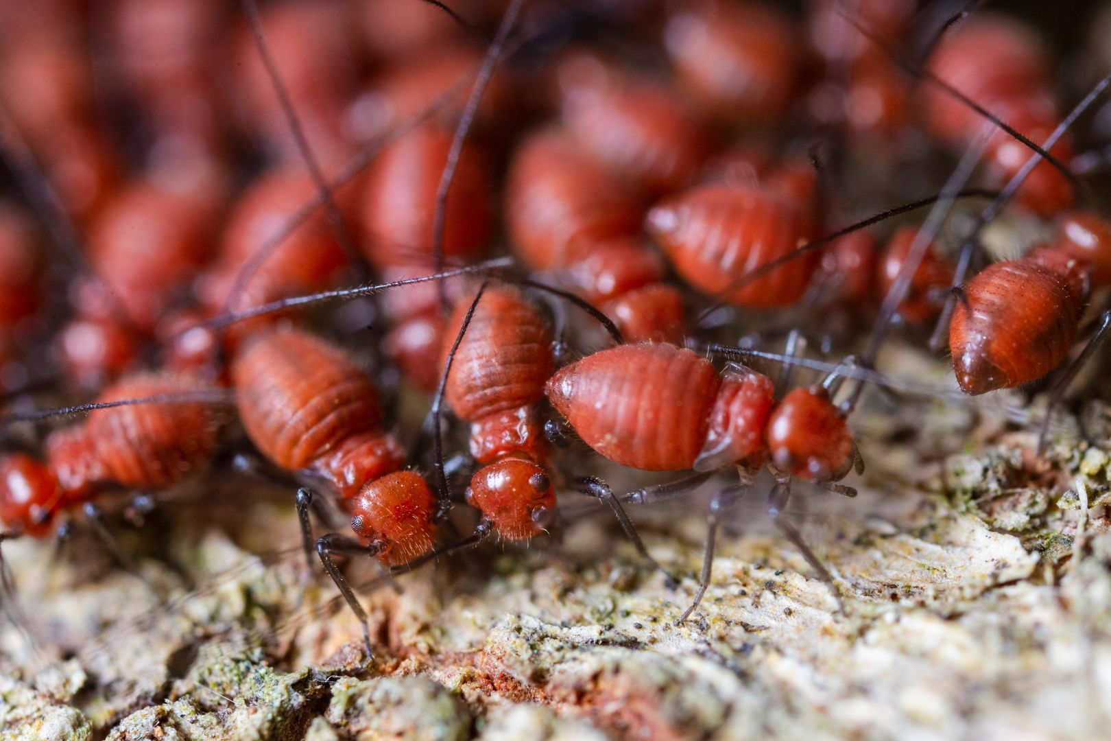 Como Descobrir se Ha Cupins Escondidos nos Moveis