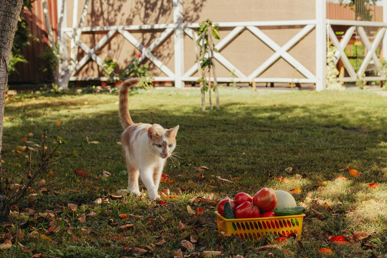 Como Remover Sujeira da Grama Sintetica